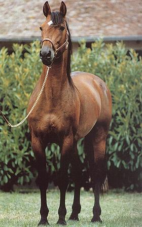 Moi, j'aime les chevaleuh, les chevaux ! - France Bleu